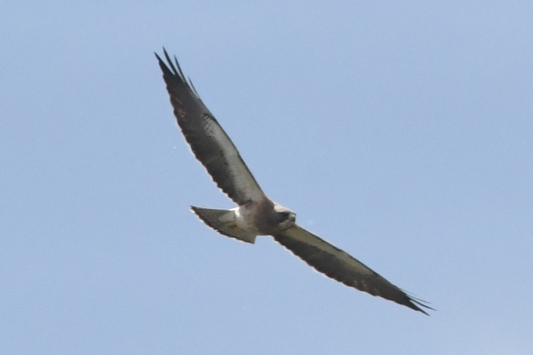 Swainson's Hawk - ML620715502