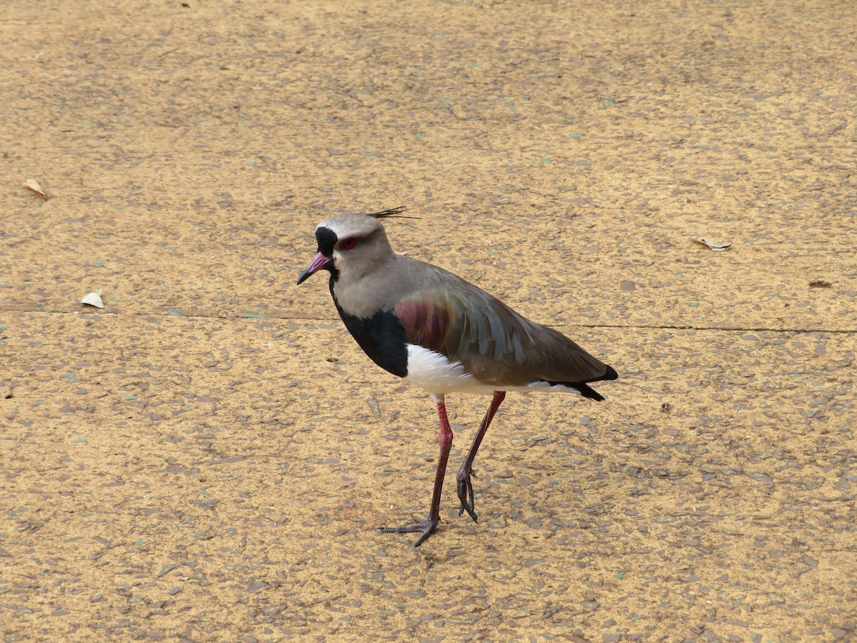 Southern Lapwing - ML620715505