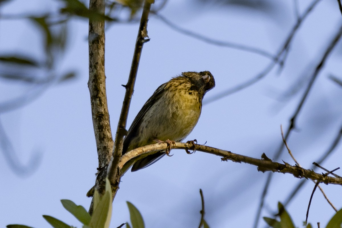 Junco ardoisé - ML620715508