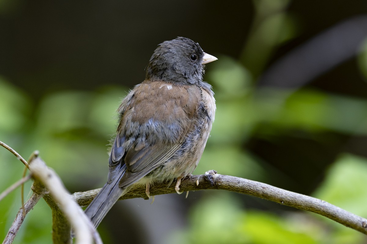 Junco ardoisé - ML620715509