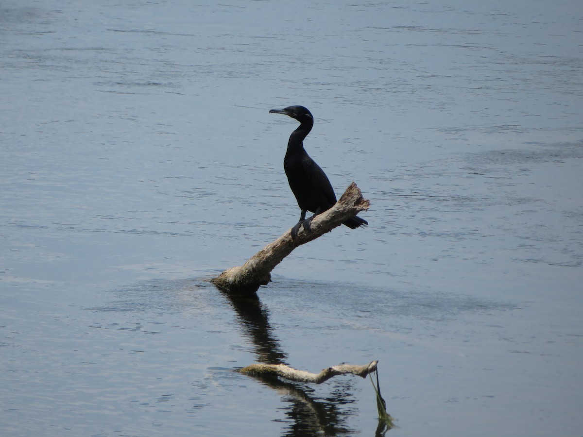 Neotropic Cormorant - ML620715511