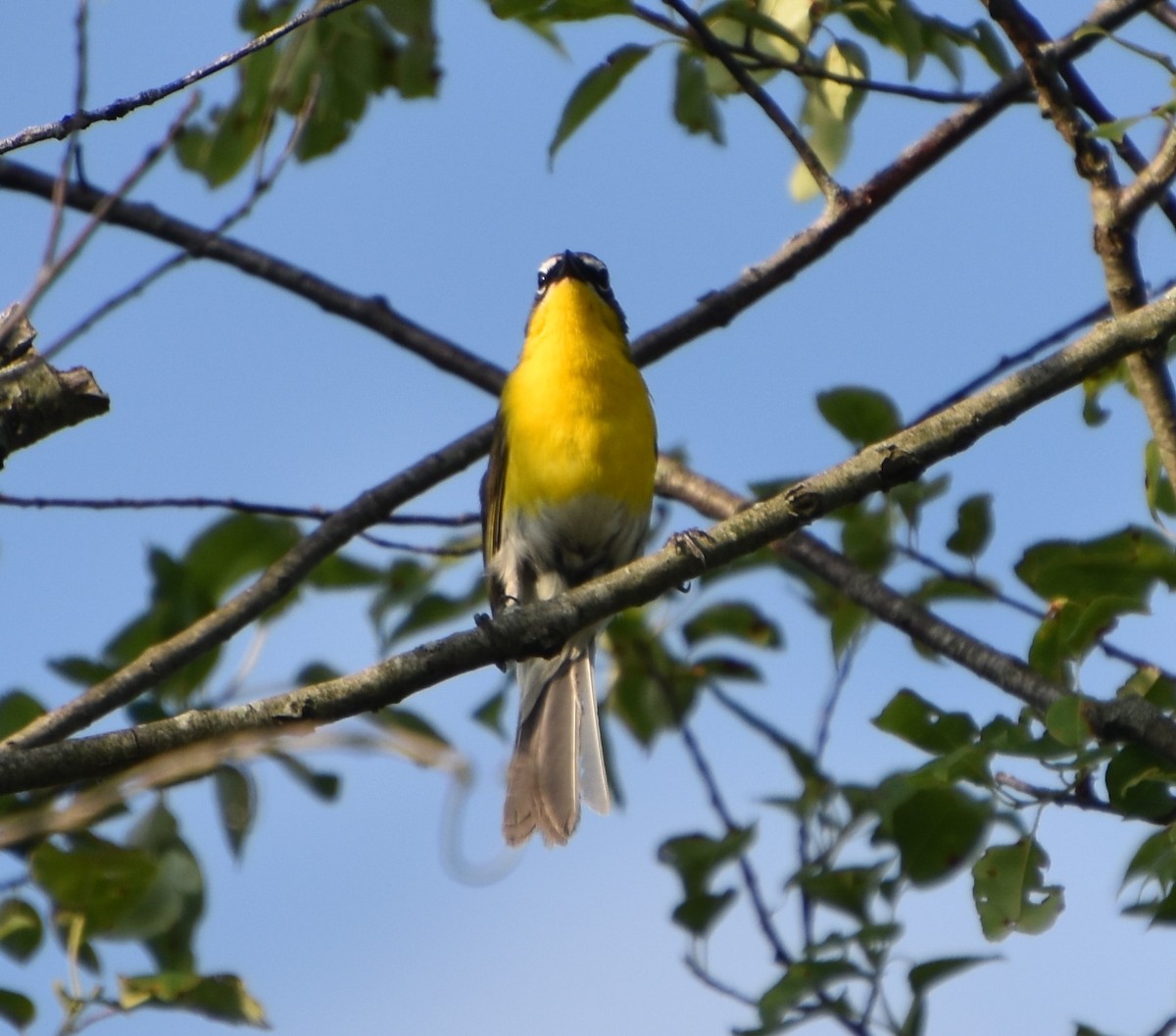 Yellow-breasted Chat - ML620715512