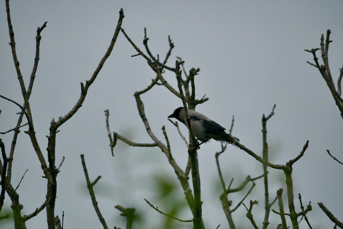 Hooded Crow - ML620715513