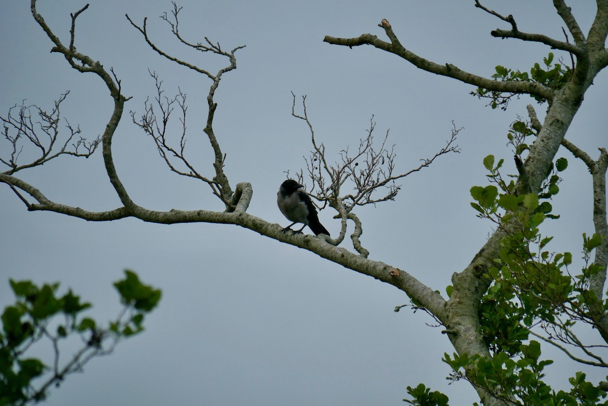 Hooded Crow - ML620715514