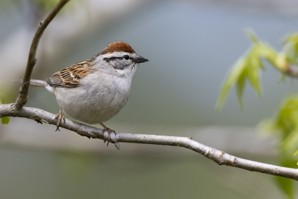 Chipping Sparrow - ML620715515