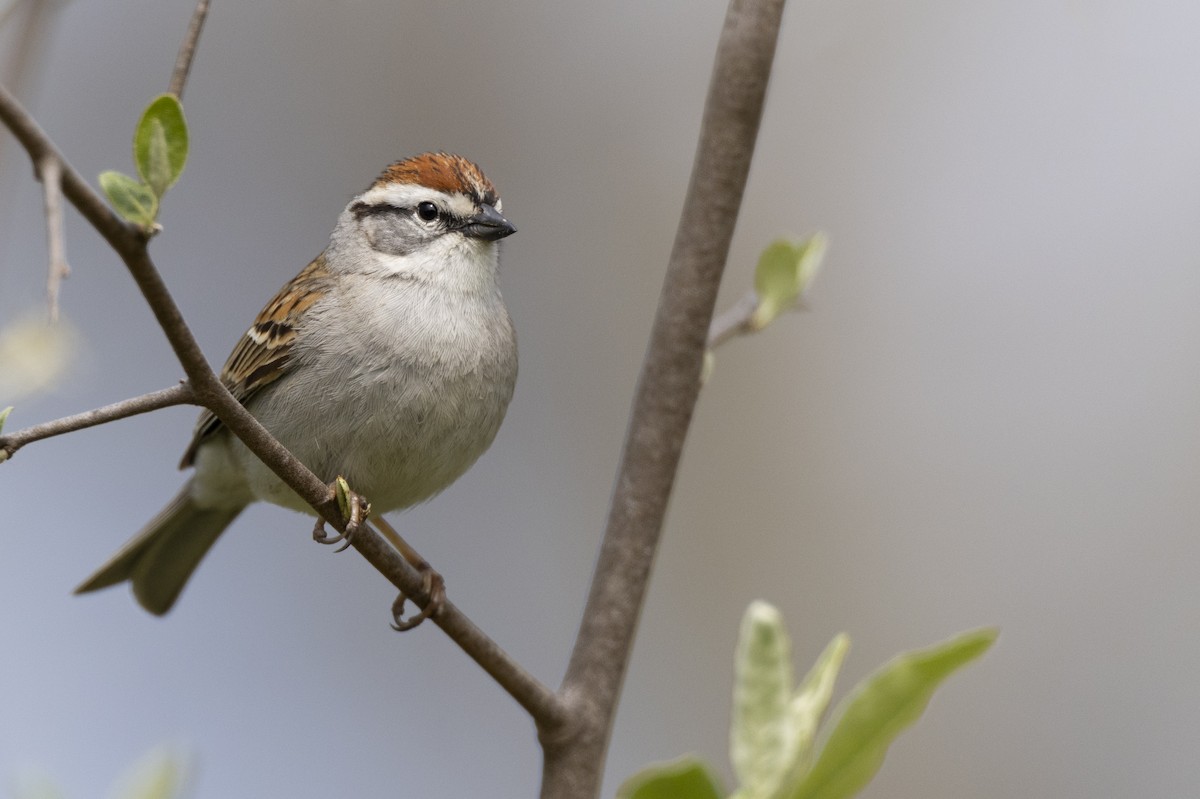Chipping Sparrow - ML620715516