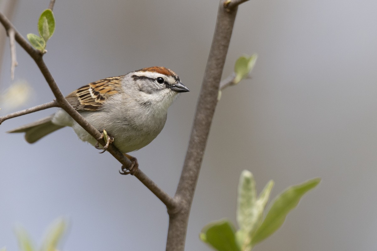 Chipping Sparrow - ML620715517