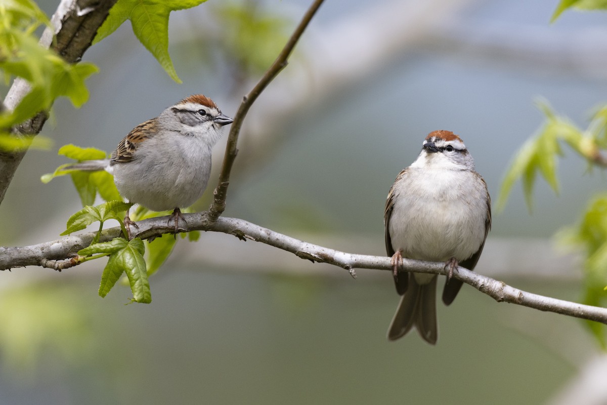 Chipping Sparrow - Michael Stubblefield