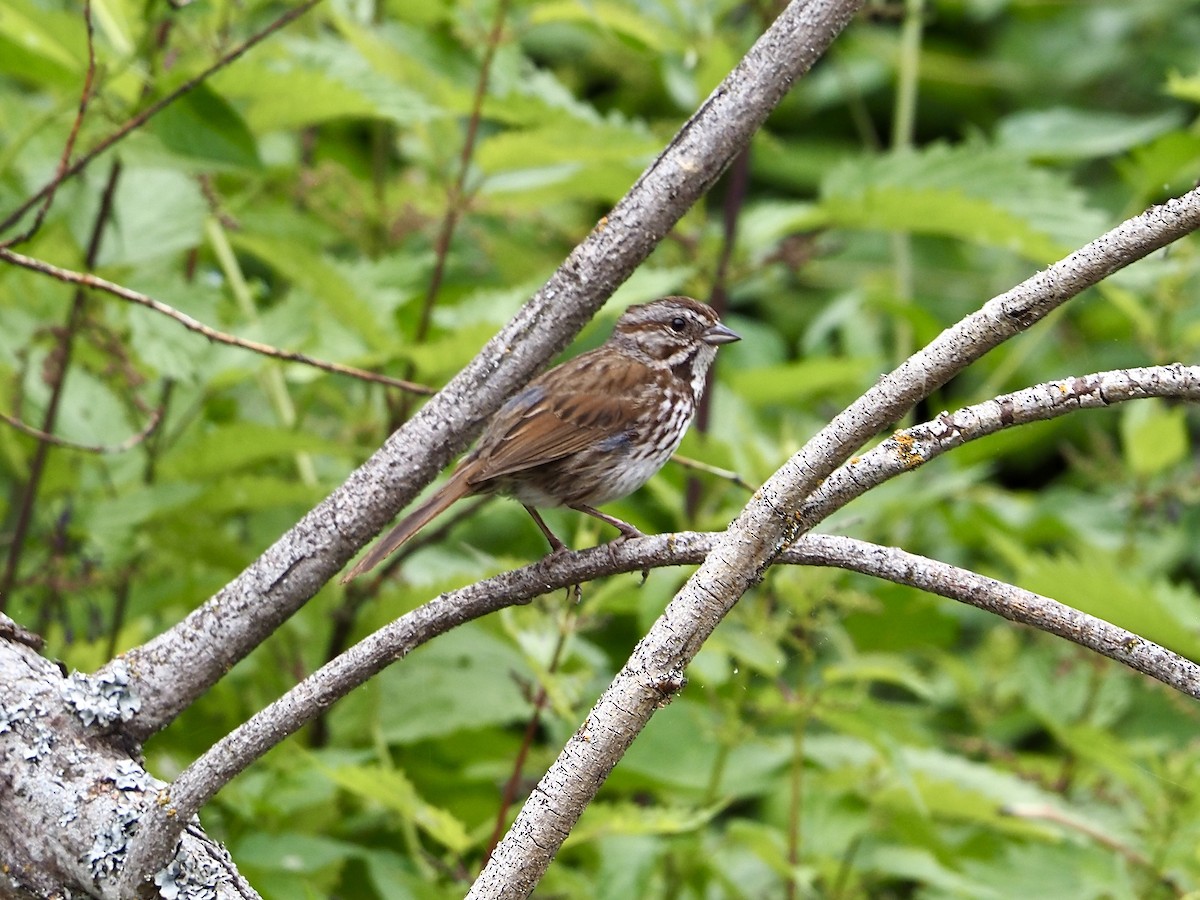 Song Sparrow - ML620715522