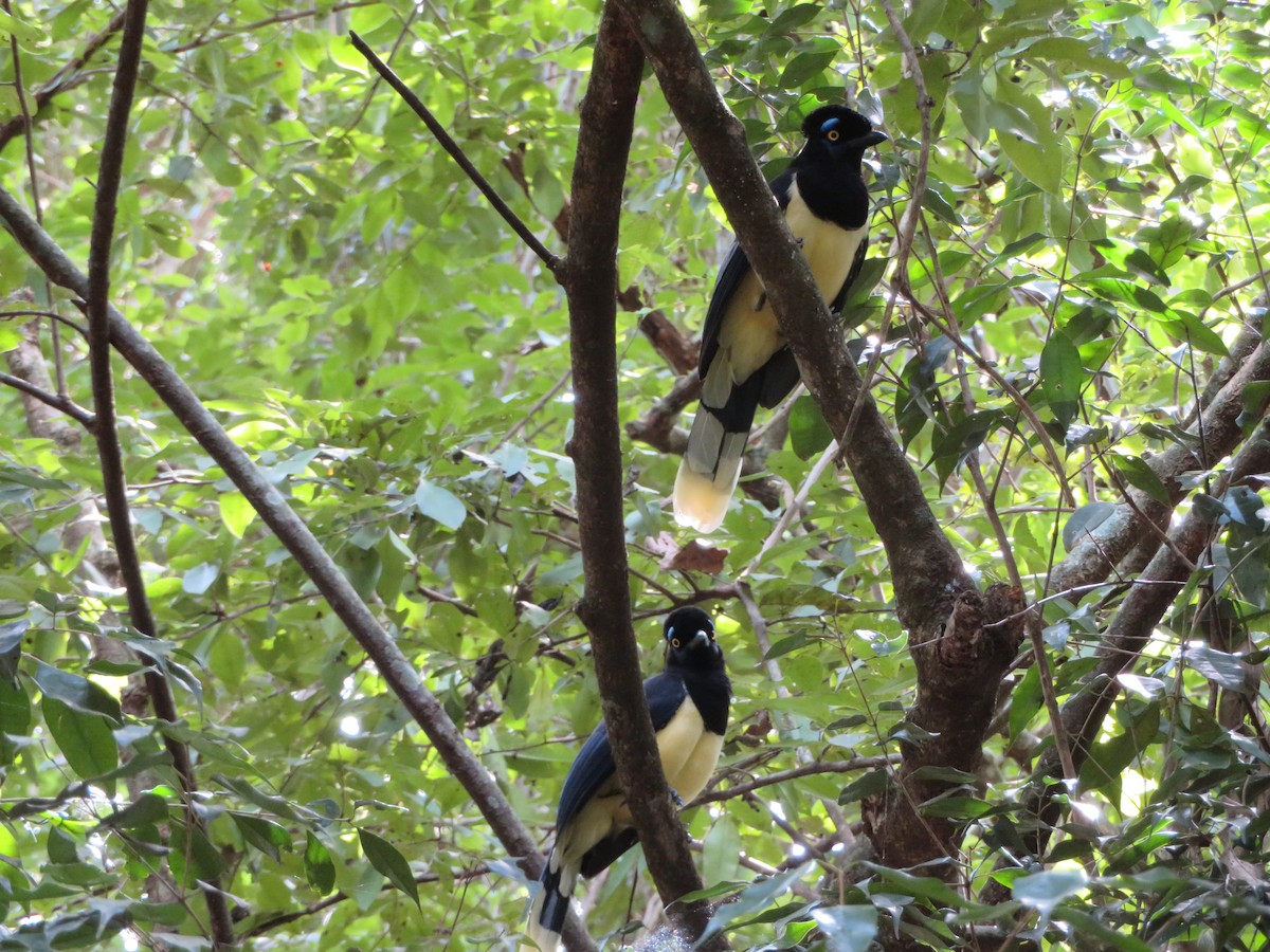 Plush-crested Jay - ML620715524