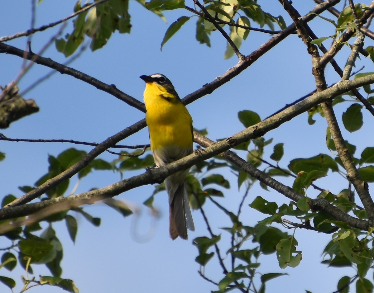 Yellow-breasted Chat - ML620715525