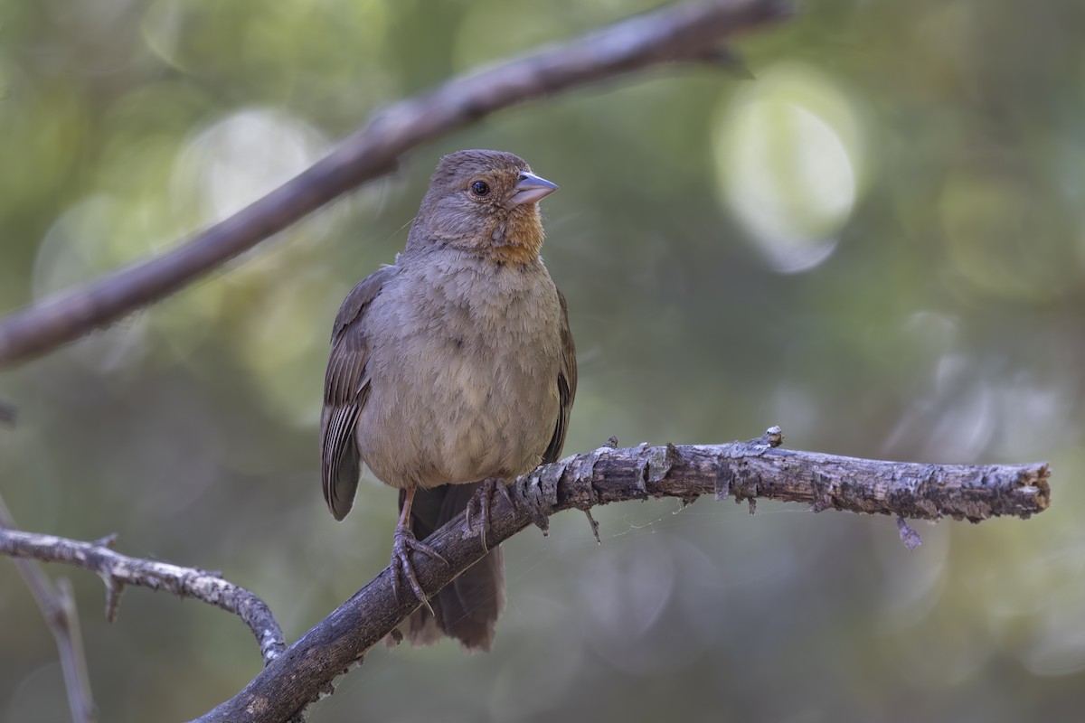 California Towhee - ML620715526