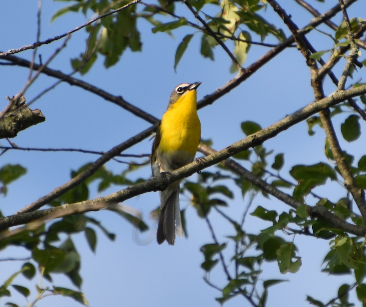 Yellow-breasted Chat - ML620715527