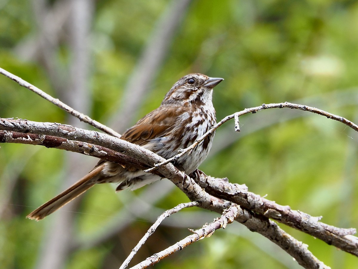 Song Sparrow - ML620715529