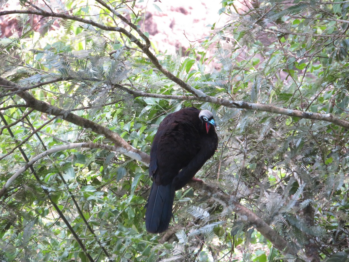 Black-fronted Piping-Guan - ML620715530