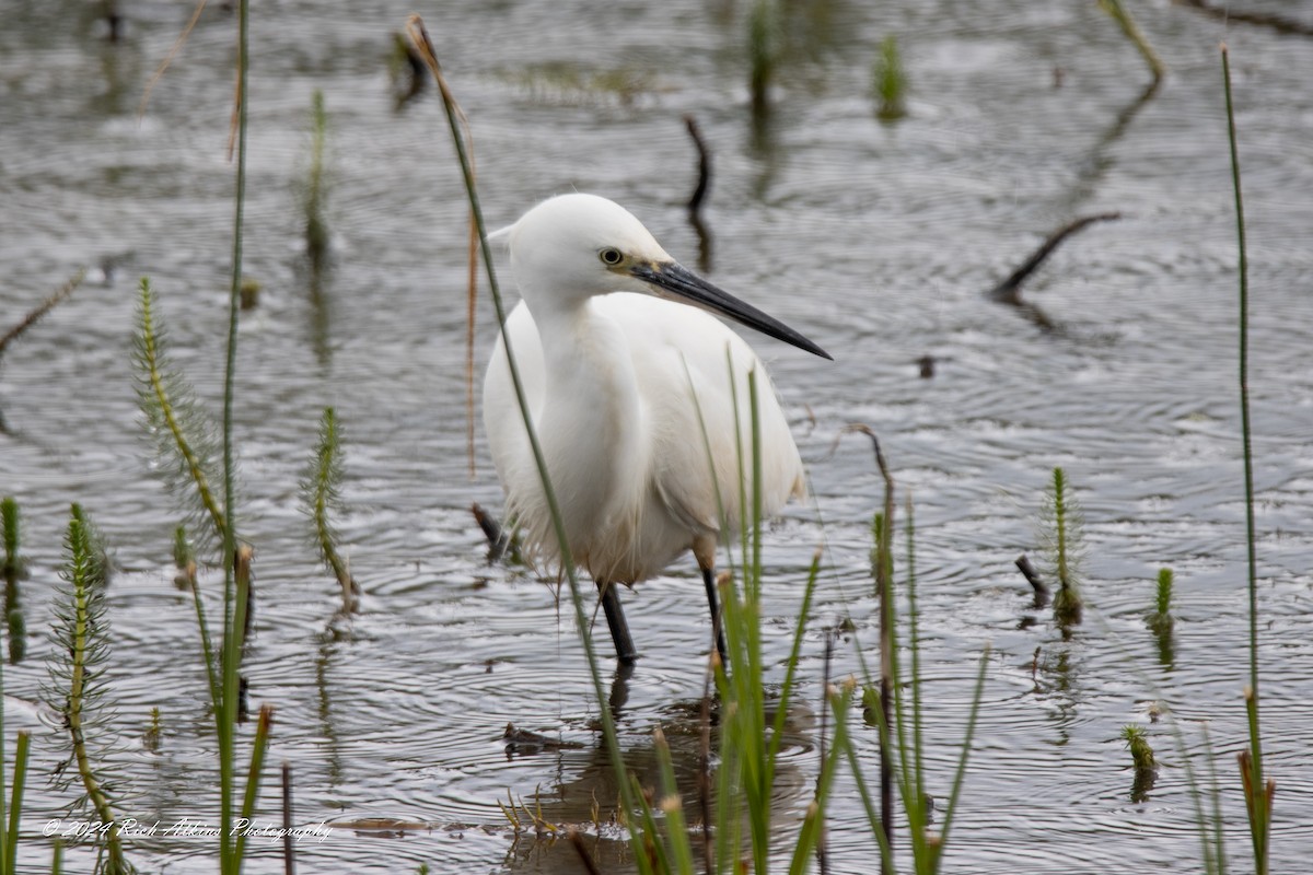 Little Egret - ML620715531