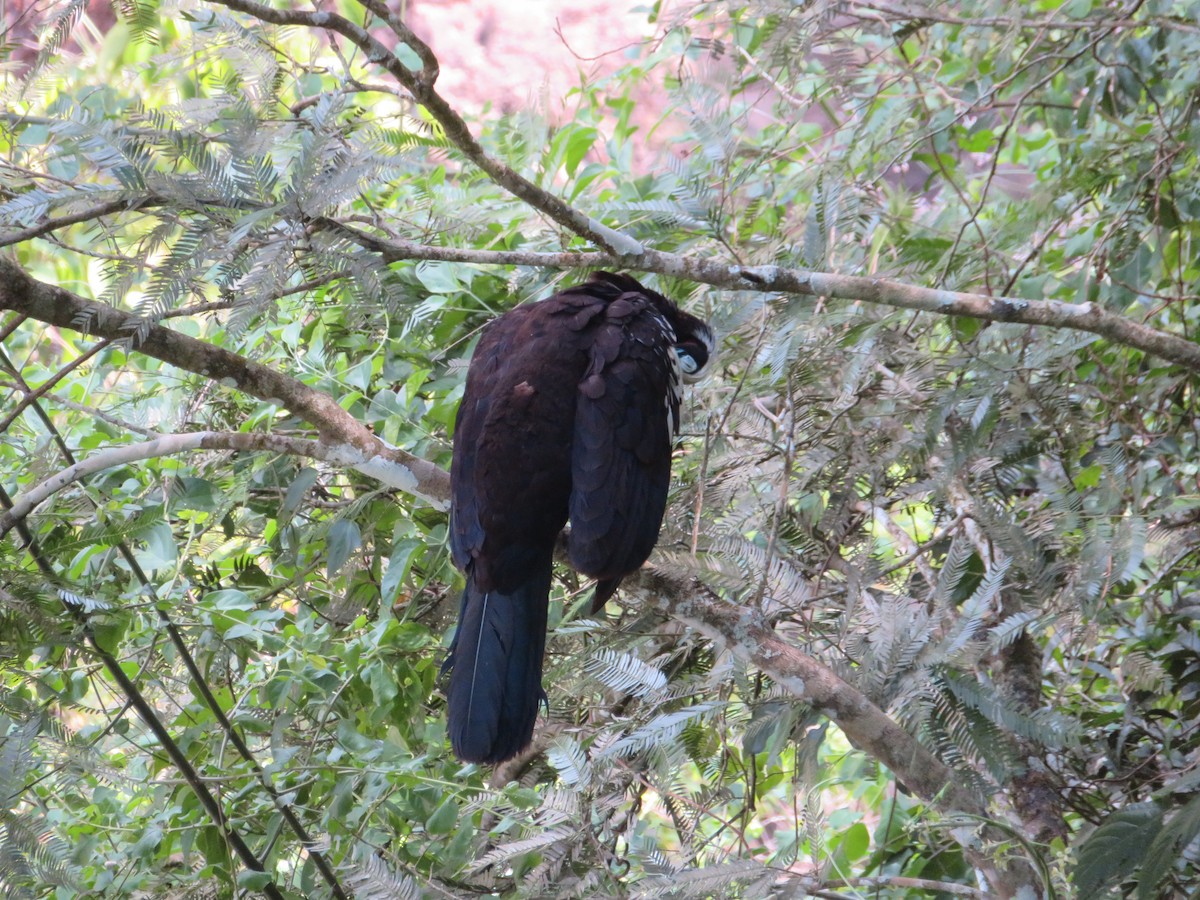 Black-fronted Piping-Guan - ML620715533