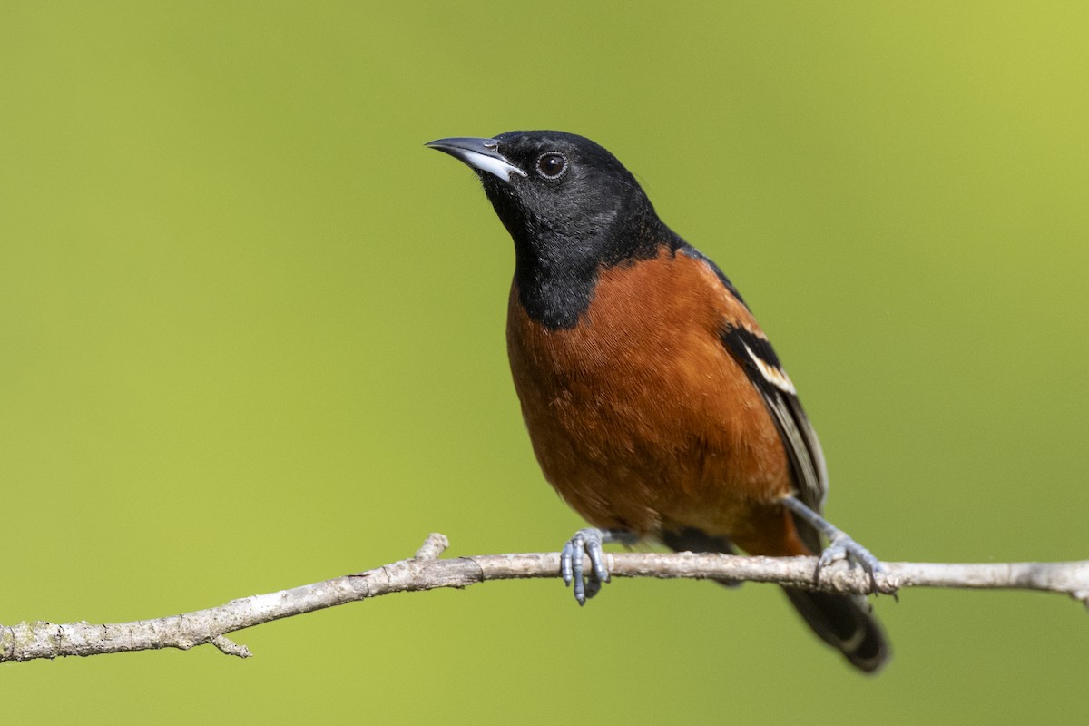 Orchard Oriole (Orchard) - ML620715538