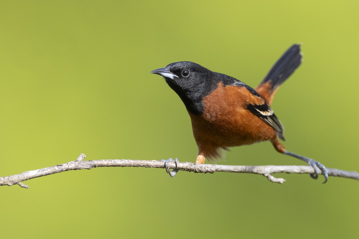 Orchard Oriole (Orchard) - ML620715539