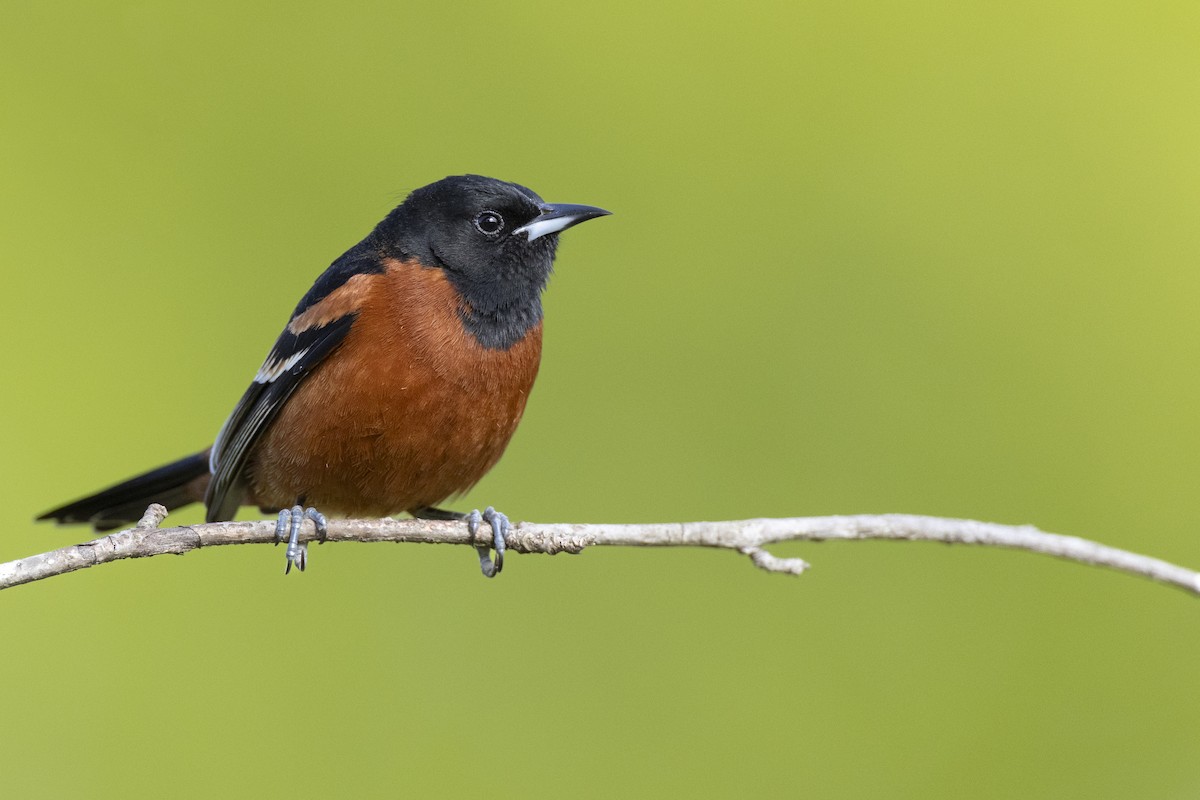 Orchard Oriole (Orchard) - ML620715541