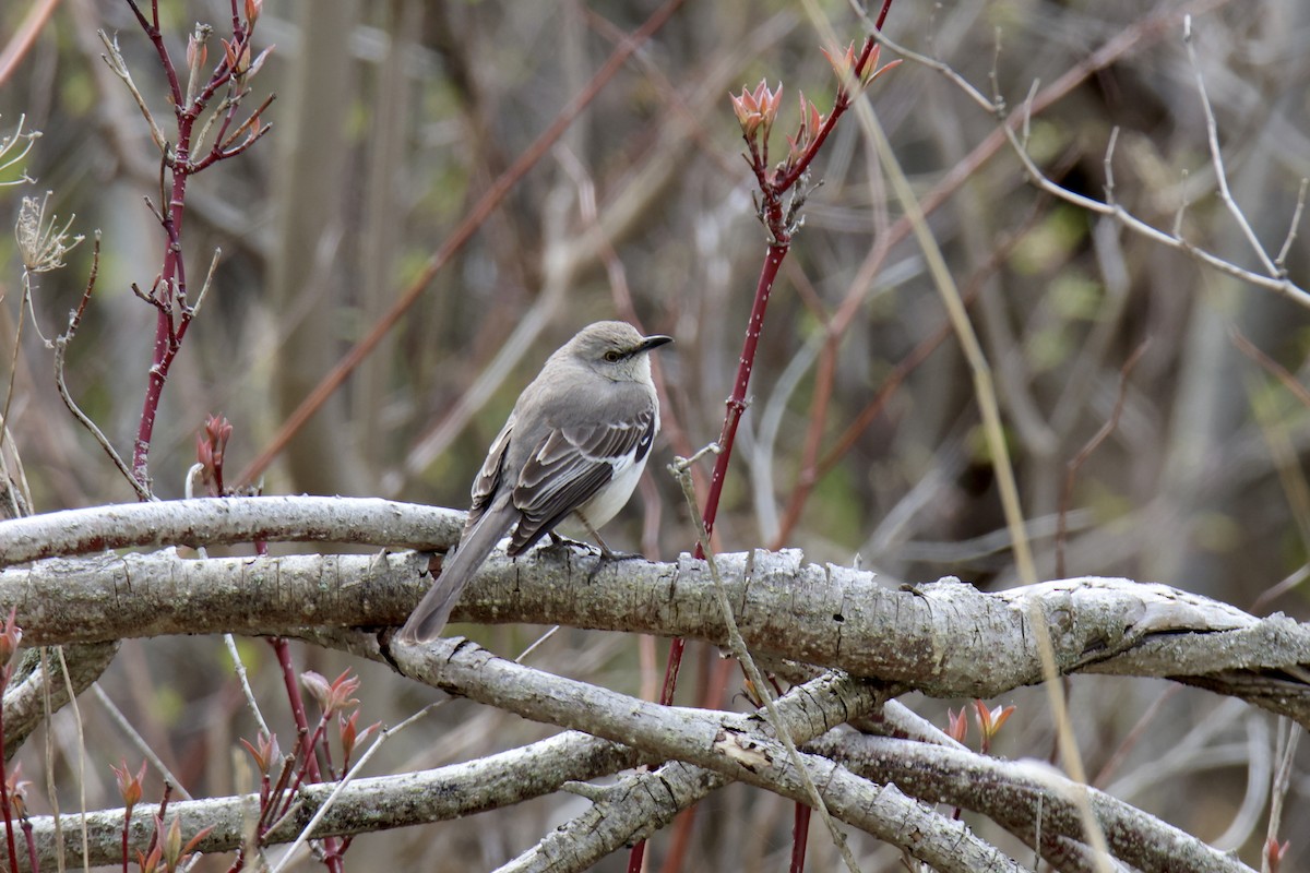 Northern Mockingbird - ML620715545