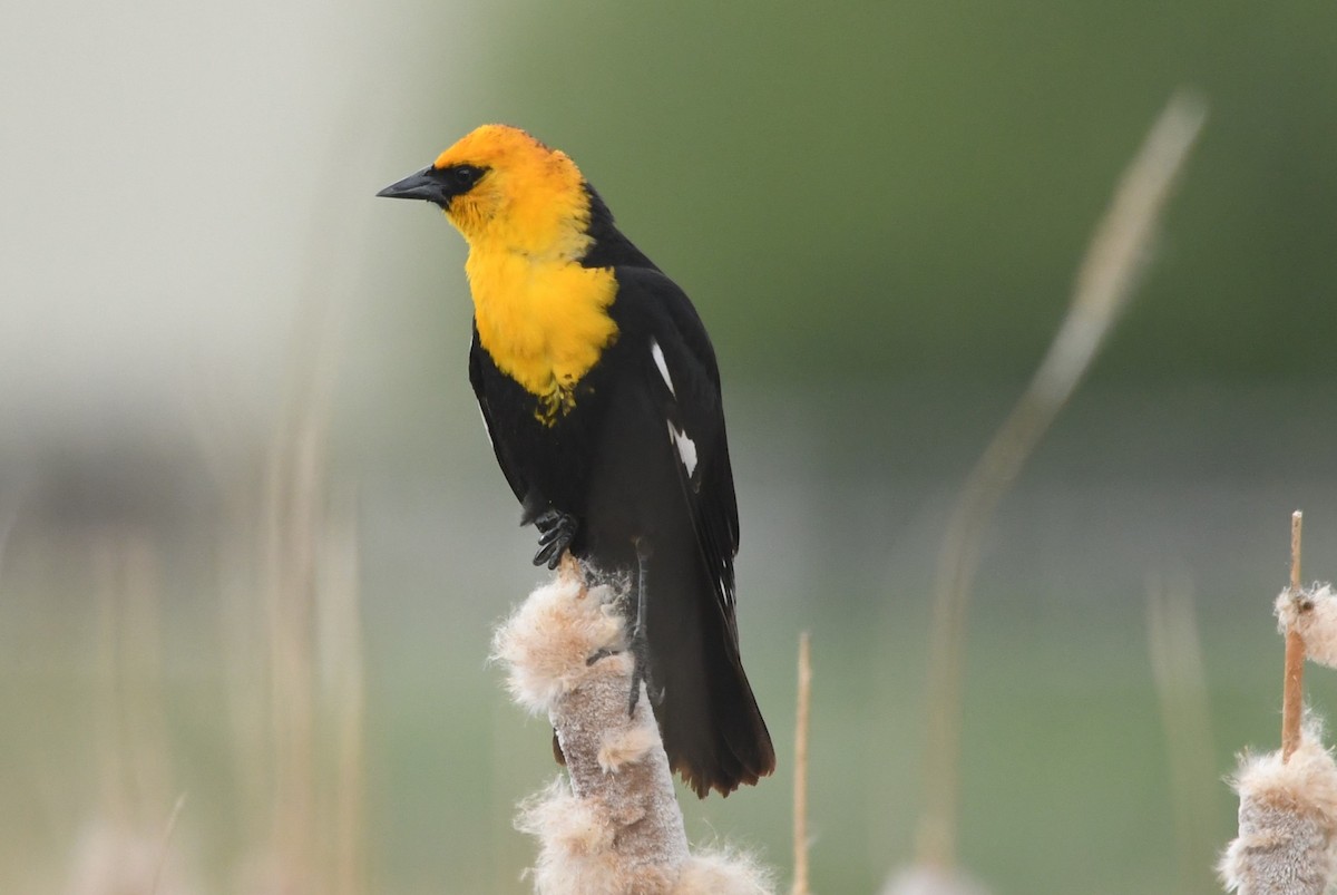 Yellow-headed Blackbird - ML620715548