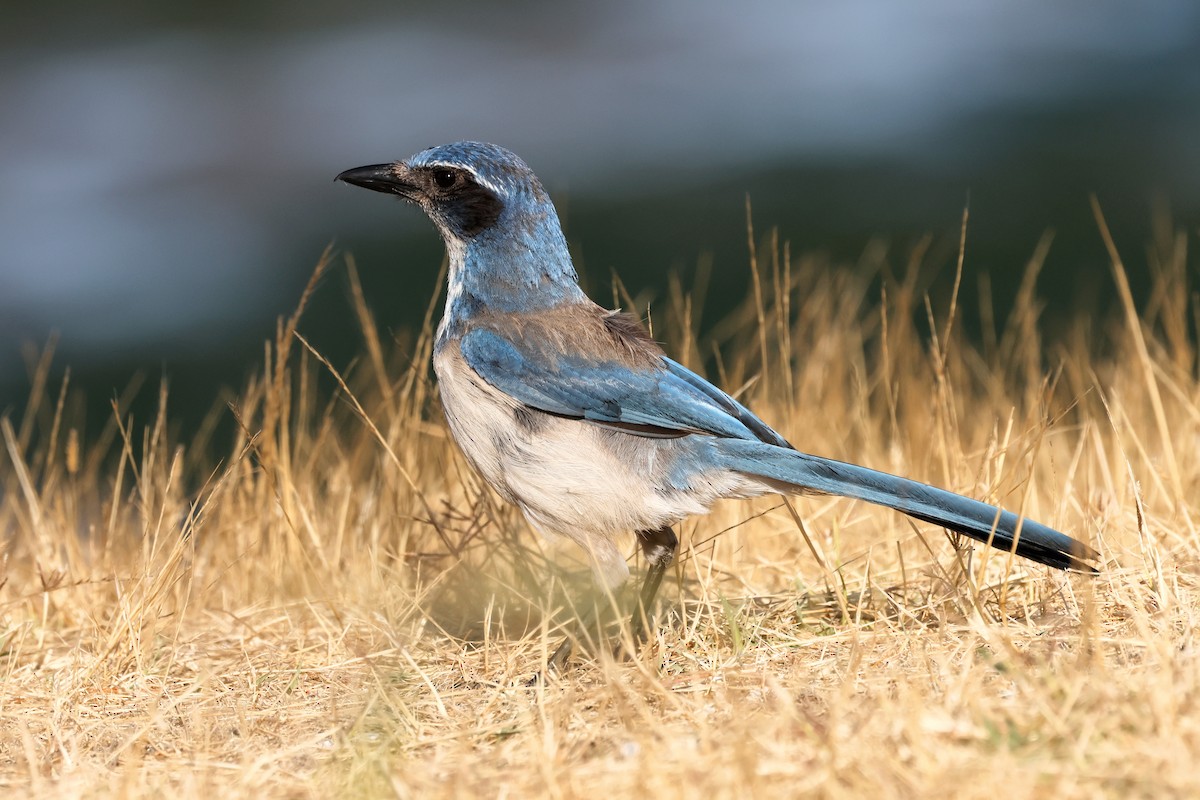 California Scrub-Jay - ML620715560