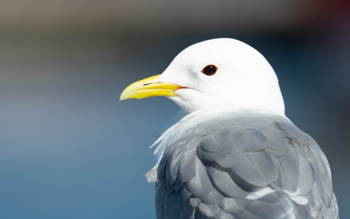 Black-legged Kittiwake (tridactyla) - ML620715561