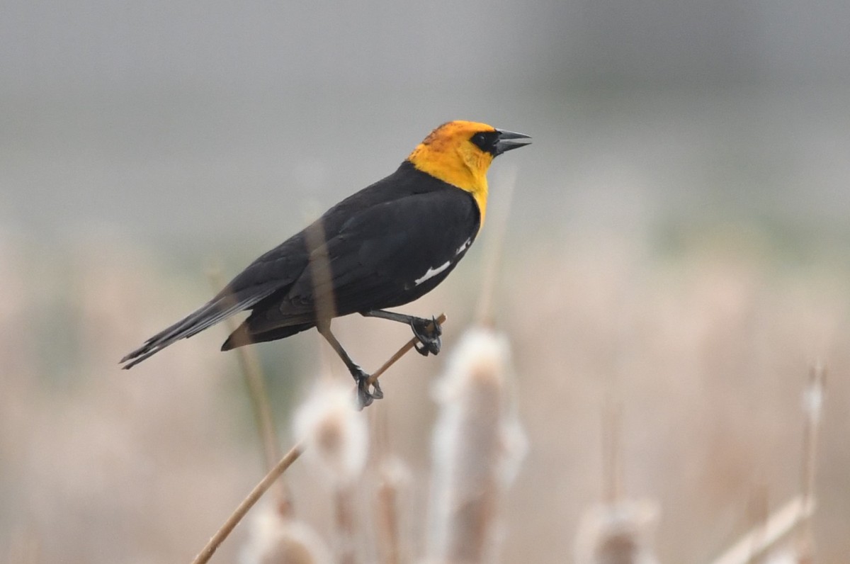 Yellow-headed Blackbird - ML620715562