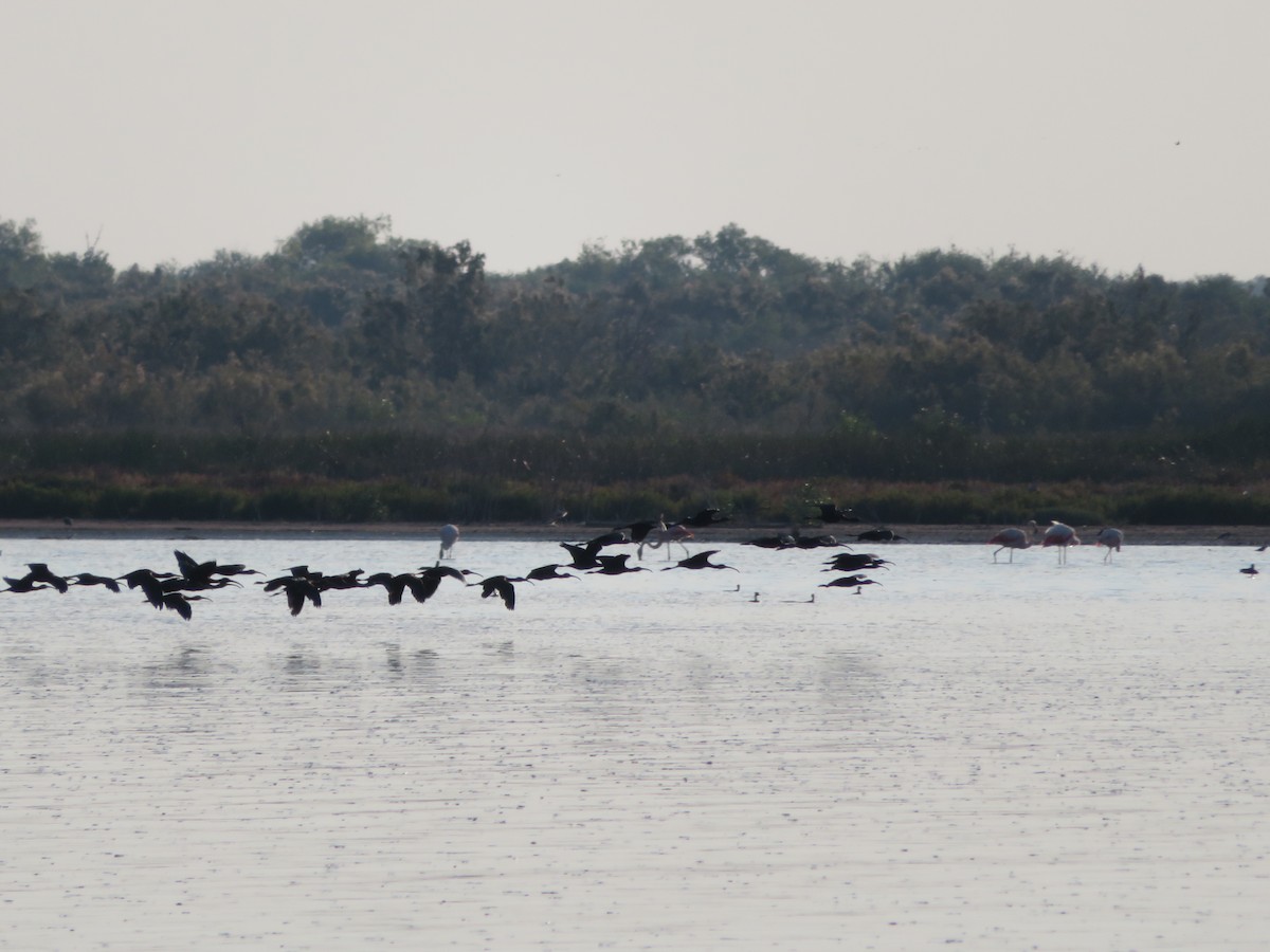 Chilean Flamingo - ML620715563