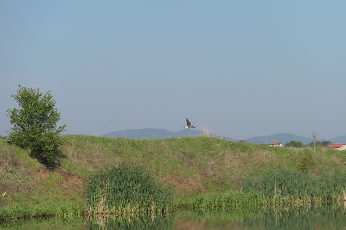 White-winged Tern - ML620715565