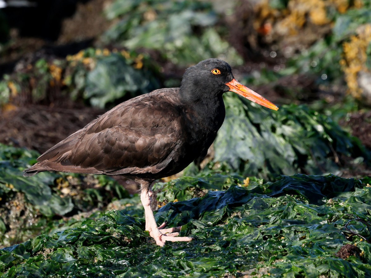 Black Oystercatcher - ML620715566