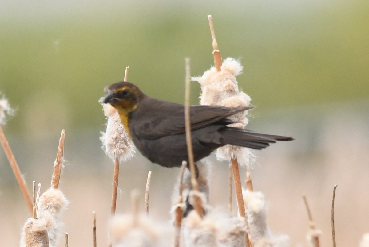 Yellow-headed Blackbird - ML620715568