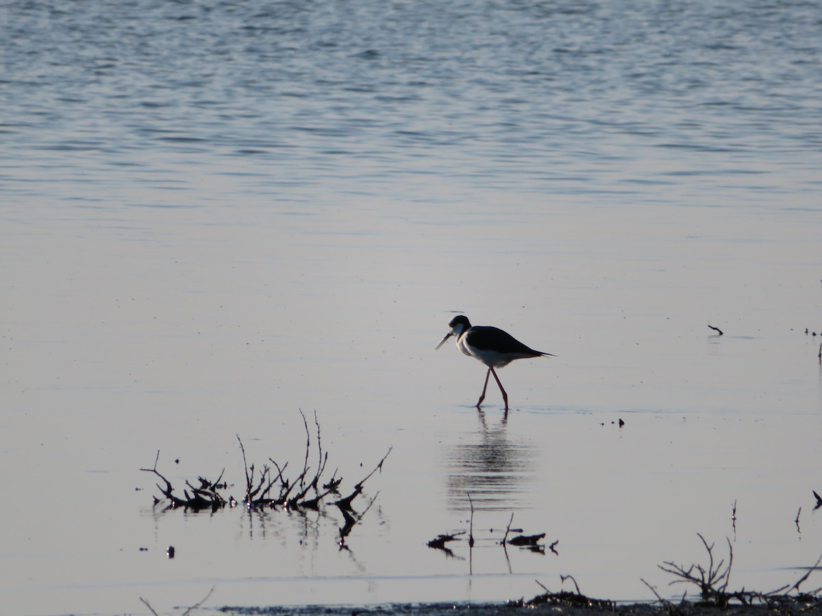 Black-necked Stilt - ML620715572