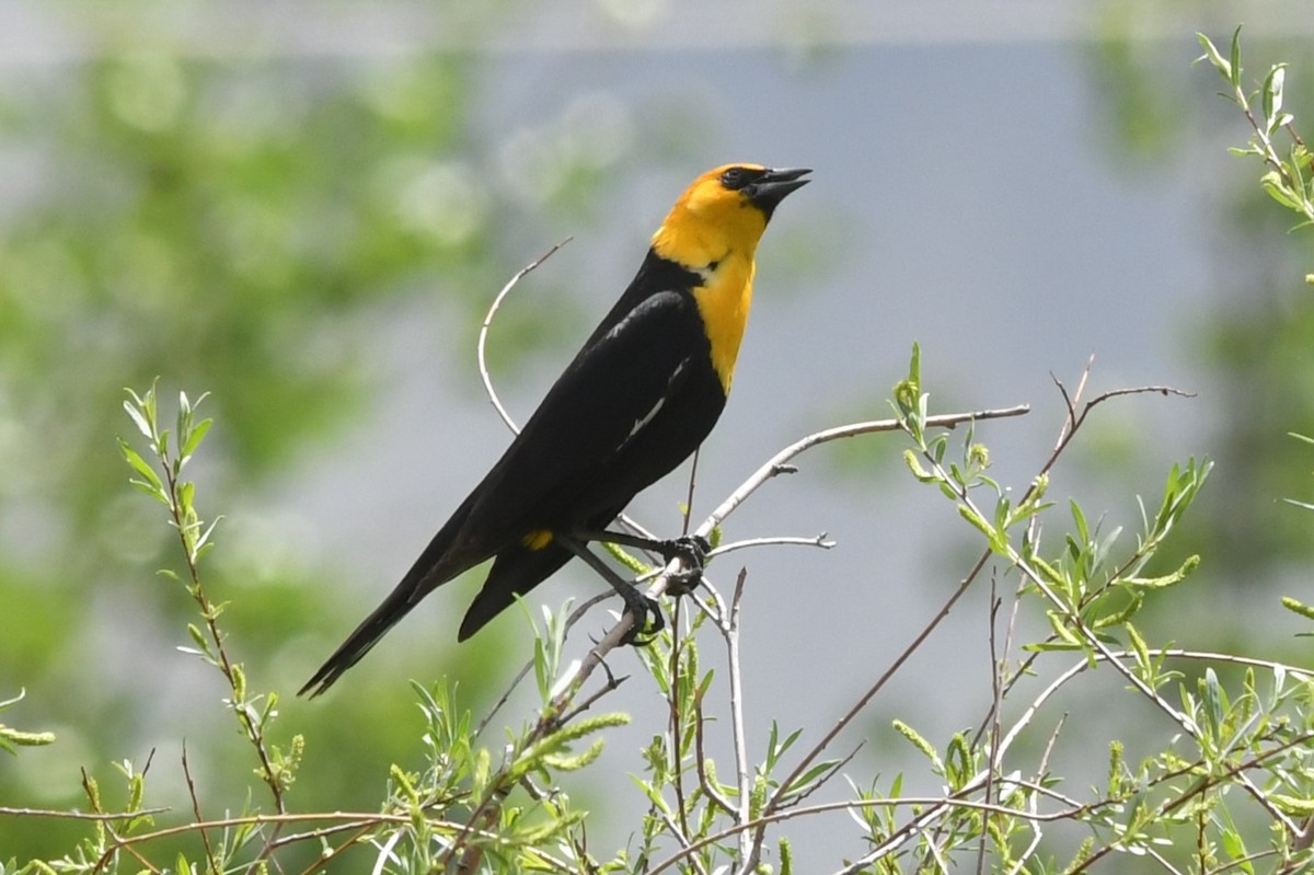 Yellow-headed Blackbird - ML620715575