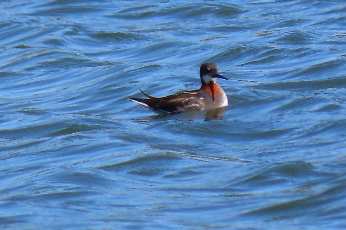 Red-necked Phalarope - ML620715576