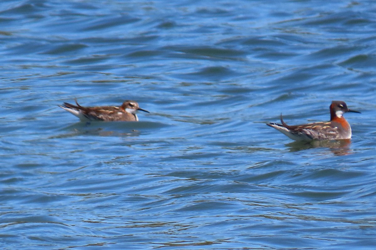 Red-necked Phalarope - ML620715577