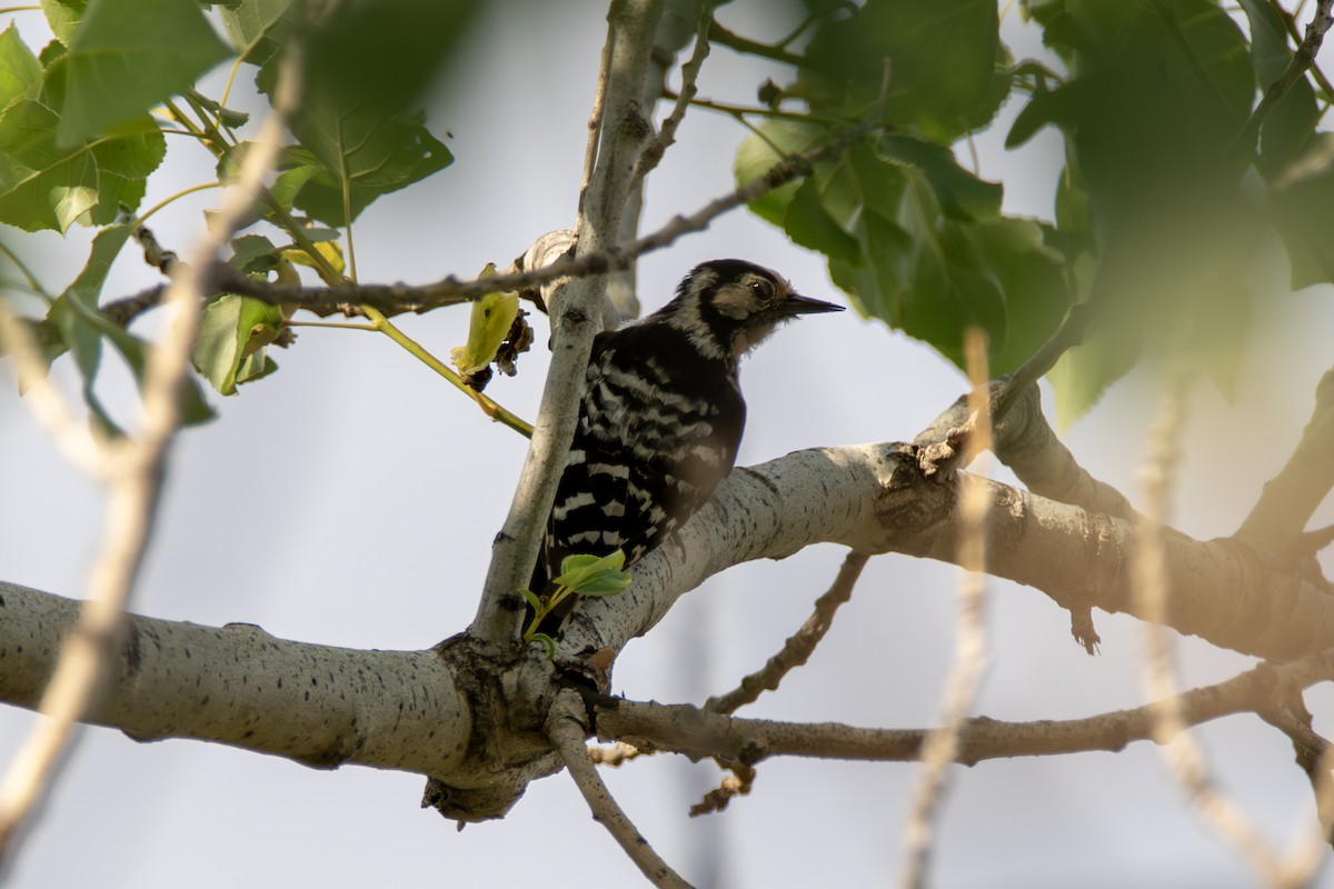 Lesser Spotted Woodpecker - ML620715578