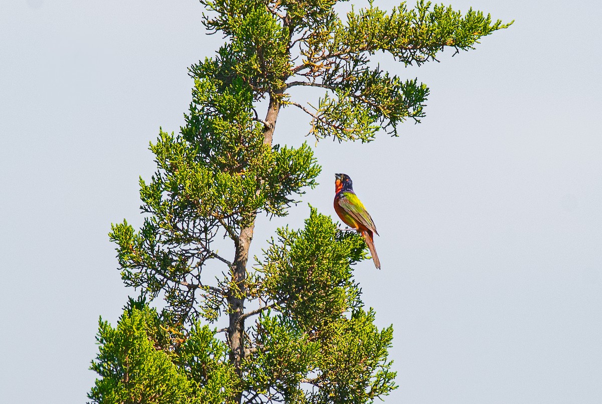 Painted Bunting - ML620715579