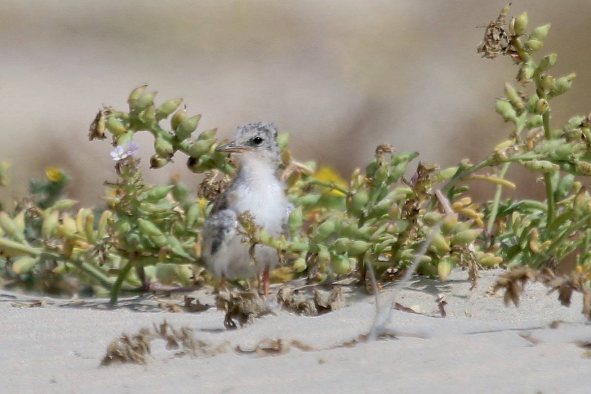 Least Tern - ML620715582