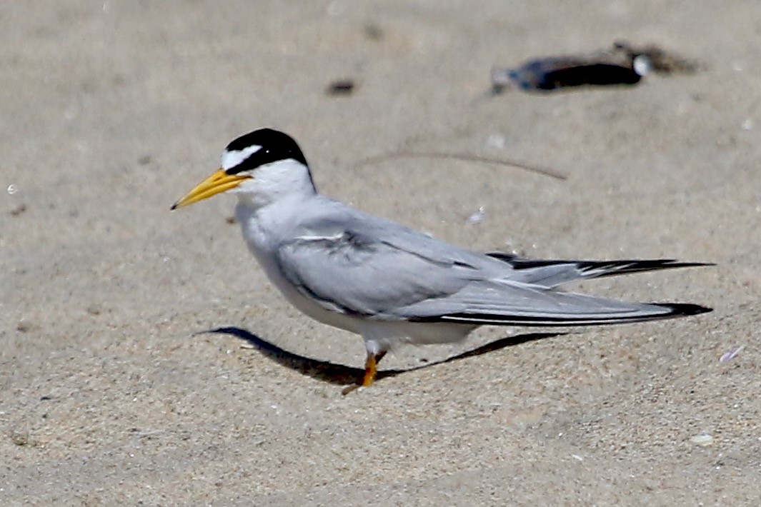 Least Tern - ML620715583