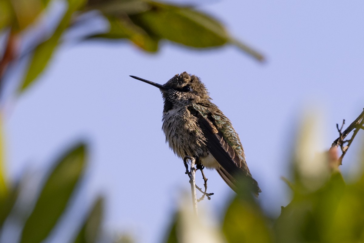 Anna's Hummingbird - ML620715586