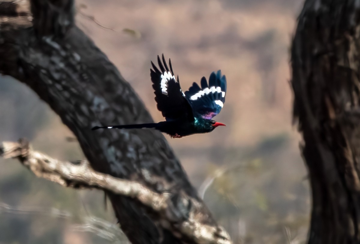 Green Woodhoopoe - ML620715592