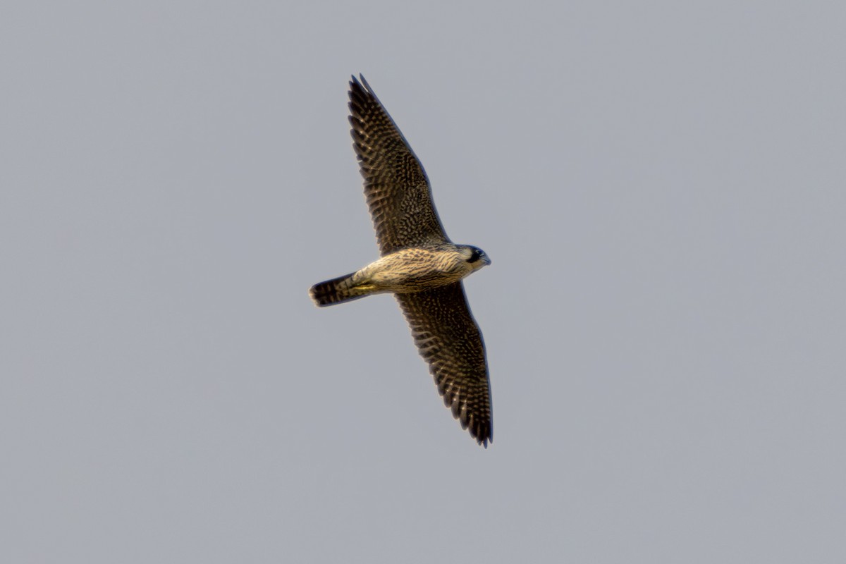 Peregrine Falcon - Murat Avcı