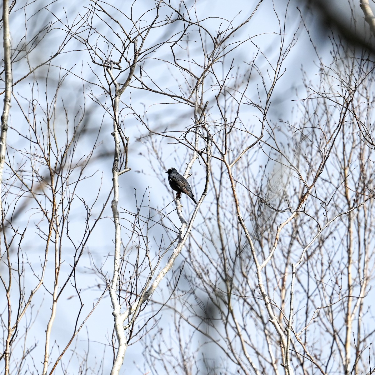 Siberian Thrush - ML620715601