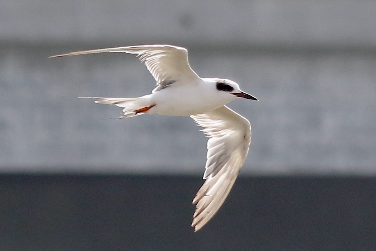 Forster's Tern - ML620715603