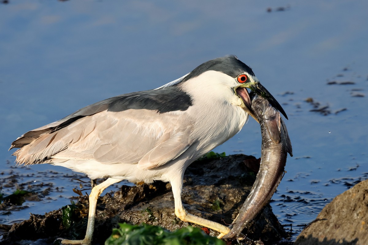 Black-crowned Night Heron - ML620715604