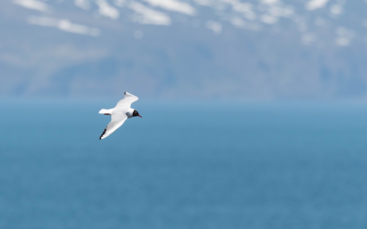 Black-headed Gull - ML620715605