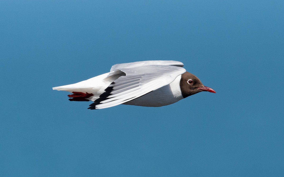 Black-headed Gull - ML620715606