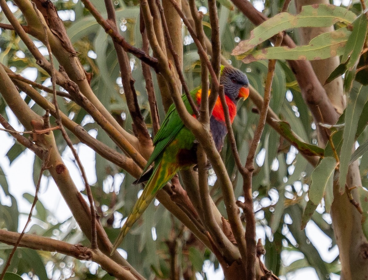 Rainbow Lorikeet - ML620715607